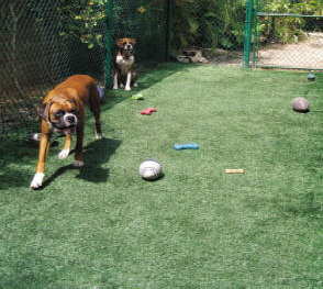 Boxer dogs on their artificial turf lawn
