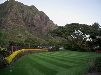  Commercial Kualoa ranch Synthetic lawn